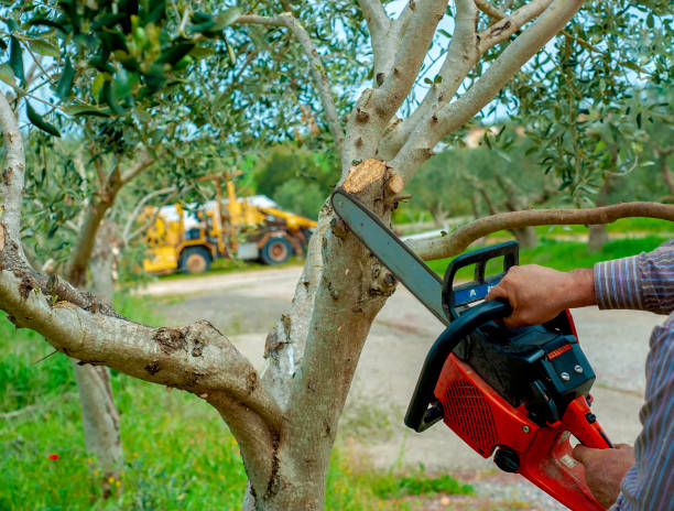 Best Affordable Tree Service  in Salisbury, NC